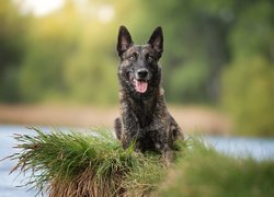 Pies, Owczarek holenderski krótkowłosy, Mordka, Skarpa, Woda