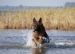 Owczarek niemiecki biegnący po wodzie