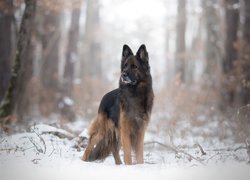 Owczarek niemiecki długowłosy w lesie