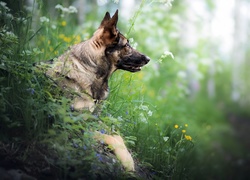 Pies, Owczarek niemiecki, Rośliny