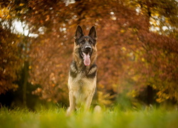 Owczarek niemiecki, Bokeh