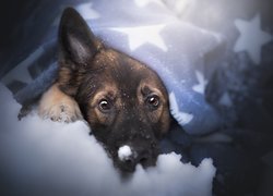 Pies, Owczarek niemiecki, Kocyk, Śnieg, Mordka