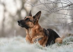 Pies, Owczarek niemiecki, Gałązki, Trawa