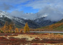 Jesień, Góry Kołymskie, Mgła, Pies, Drzewa, Jezioro Jack London Lake, Kołyma, Magadan, Rosja
