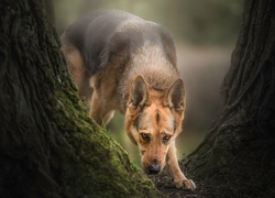Pies, Owczarek niemiecki, Drzewa