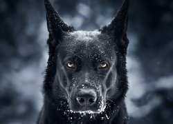 Pies, Czarny owczarek niemiecki, Mordka, Śnieg