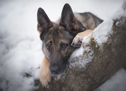 Pies, Owczarek niemiecki, Mordka, Drzewo, Śnieg