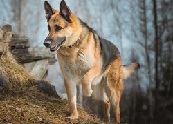 Owczarek niemiecki z uniesioną łapką