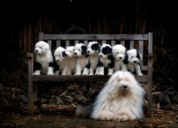 Owczarek staroangielski bobtail i szczeniaczki na ławce pozują do zdjęcia