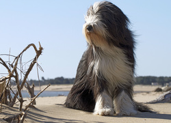 Owczarek staroangielski bobtail na plaży