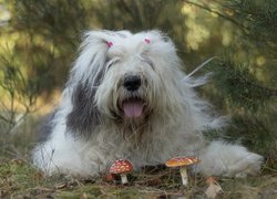 Pies, Owczarek staroangielski bobtail, Grzyby