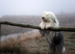 Ogrodzenie, Polana, Mgła, Owczarek staroangielski, Bobtail