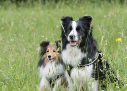 Owczarek szetlandzki i border collie w trawie