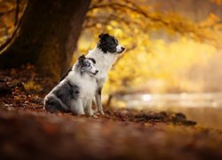 Dwa, Psy, Border collie, Owczarek szetlandzki