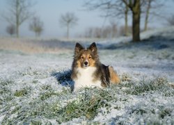 Leżący, Pies, Owczarek szetlandzki, Zima, Trawa, Śnieg, Rozmyte tło