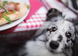 Pies, Owczarek szetlandzki, Stół, Talerz, Pizza