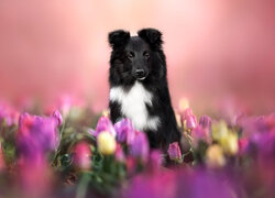Pies, Owczarek szetlandzki, Tulipany
