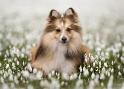 Pies, Owczarek szetlandzki, Kwiaty, Przebiśniegi, Szczeniak
