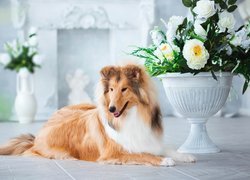 Pies, Owczarek szkocki długowłosy, Donica, Kwiaty