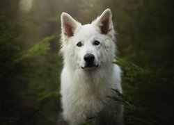 Pies, Biały owczarek szwajcarski, Mordka