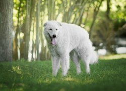 Pies, Owczarek węgierski Kuvasz, Trawa, Drzewa