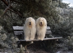 Owczarki staroangielskie Bobtail, Ławka, Iglaki, Śnieg