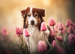 Pies, Owczarek australijski, Shepherd, Brązowo biały, Kwiaty, Tulipany różowe