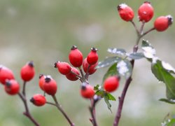 Owoce dzikiej róży na gałązkach w zbliżeniu