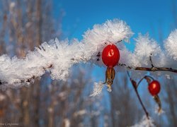 Owoce dzikiej róży na ośnieżonej gałązce