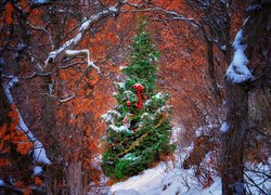 Świąteczna, Ozdobiona, Choinka, Las, Drzewa, Zima, Boże Narodzenie