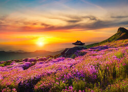 Pagoda i kwiaty na wzgórzu w blasku zachodzącego słońca
