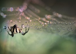 Pająk na pajęczynie pokrytej kroplami wody