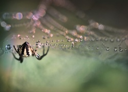 Pająk, Pajęczyna, Krople, Bokeh