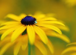 Rudbekia, Żółty, Kwiat, Pająk