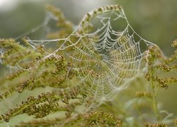 Pajęczyna w kroplach wody na roślinach