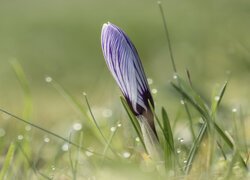 Kwiat, Krokus, Pąk, Zbliżenie