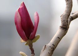 Kwiaty, Magnolia, Gałązka