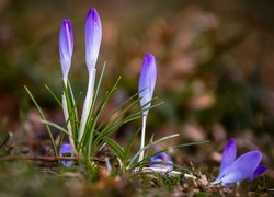 Pąki fioletowych krokusów na rozmytym tle