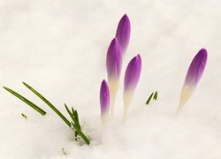 Śnieg, Kwiaty, Fioletowe, Krokusy, Pąki