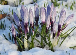Kwiaty, Biało-fioletowe, Krokusy, Śnieg