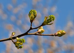 Pąki, Liście, Łodyga, Gałązka, Roślina