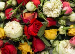 Kwiaty, Kolorowe, Róże, Pąki, Liście, Zbliżenie