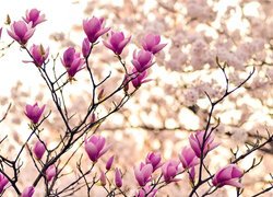 Pąki rozkwitającej różowej magnolii na gałązkach