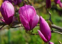 Magnolia, Gałązka, Kwiaty