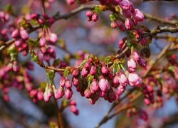 Pąki różowych kwiatów na gałązce