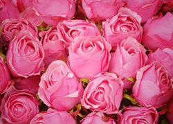 Pąki różowych róż w zbliżeniu