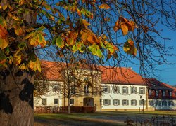 Pałac Monrepos, Drzewo, Ludwigsburg, Badenia-Wirtembergia, Niemcy