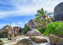 Palma kokosowa wśród skał na plaży