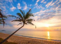 Palma pochylona nad plażą w słońcu