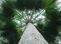 Palma tropikalna